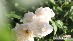 纯洁 白色月季花的美丽与象征意义