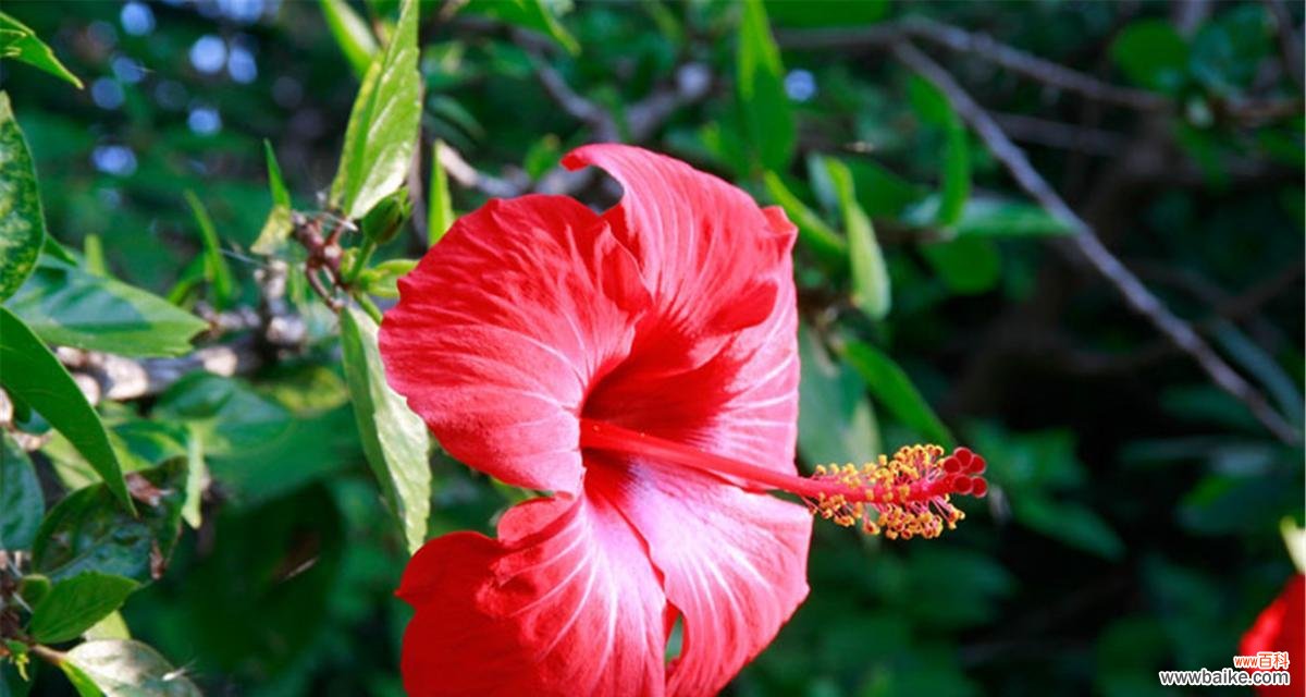 粉色扶桑的花语和寓意是什么?扶桑花在花语中代表什么?