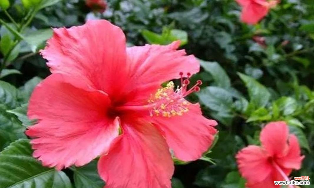 粉色扶桑的花语和寓意是什么?扶桑花在花语中代表什么?