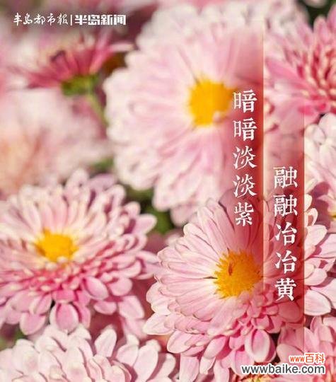 大佬们常用的花语大全有哪些？