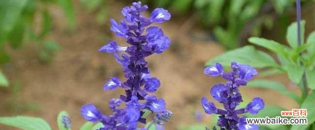 大佬们常用的花语大全有哪些？