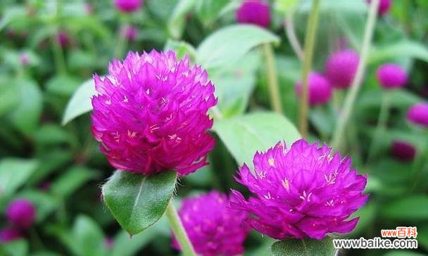 大佬们常用的花语大全有哪些？