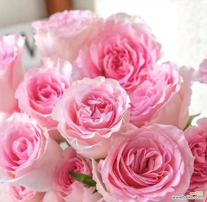 洛神的花语有何特别之处？