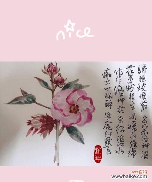 洛神的花语有何特别之处？