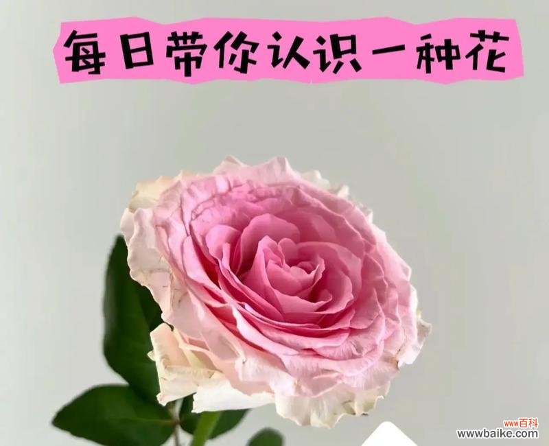 洛神的花语有何特别之处？