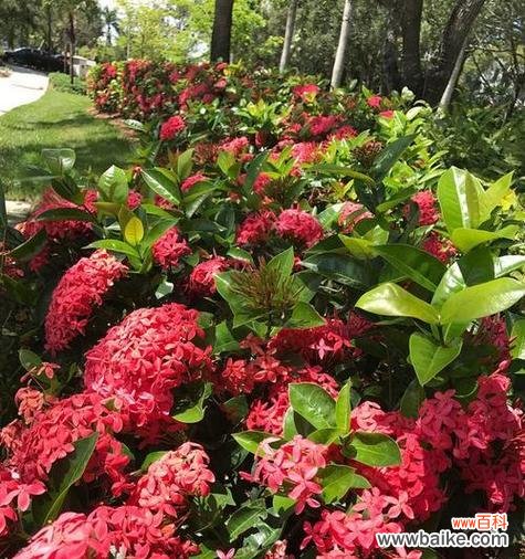 寓意疯子的花语通常属于哪种花？