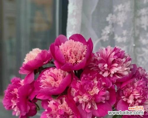 芍药的花语用什么语言表达?它代表了什么?