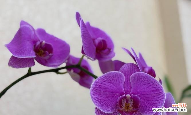 鹤兰花的花语具体是什么?鹤兰花的寓意是什么?