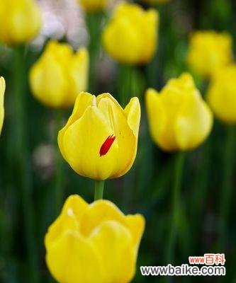 探索黑郁金香的意义与传说 黑郁金香花语