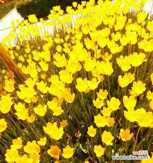 探索黑郁金香的意义与传说 黑郁金香花语