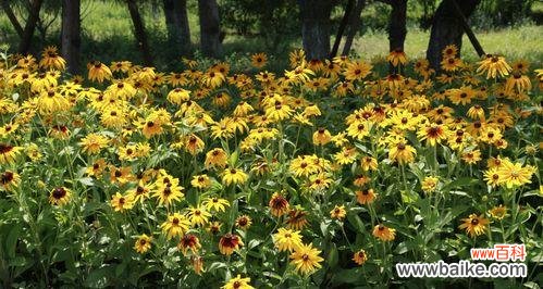 黑心菊传递的深刻寓意 以黑心菊的花语为主题的文章