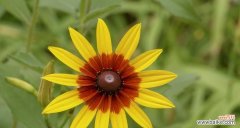 黑心菊传递的深刻寓意 以黑心菊的花语为主题的文章