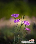 用红丁香传递浪漫与深情 红丁香花语