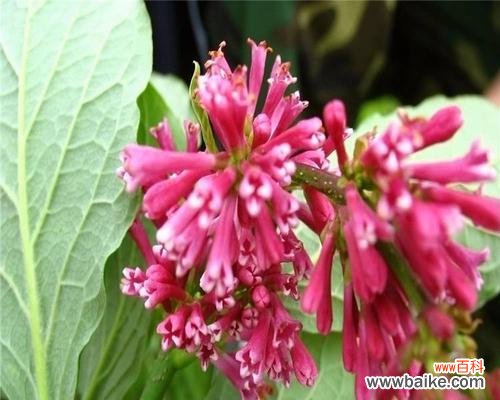 探寻红丁香的美好含义 红丁香的象征寓意