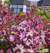 探寻红丁香的美好含义 红丁香的象征寓意