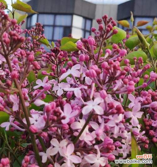 探寻红丁香的美好含义 红丁香的象征寓意