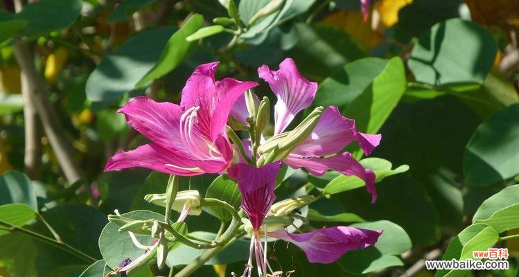 红花羊蹄甲 红花羊蹄甲的花语