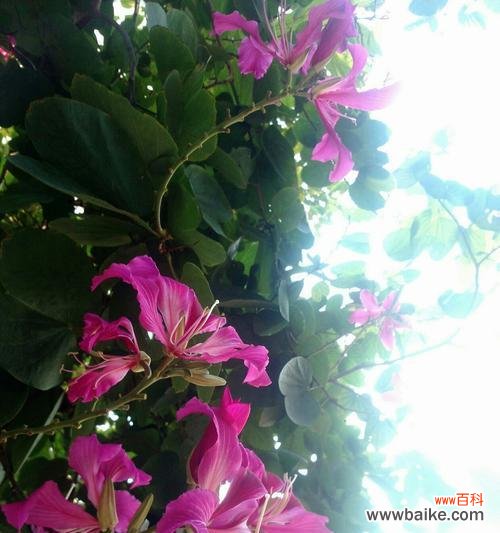 红花羊蹄甲 红花羊蹄甲的花语