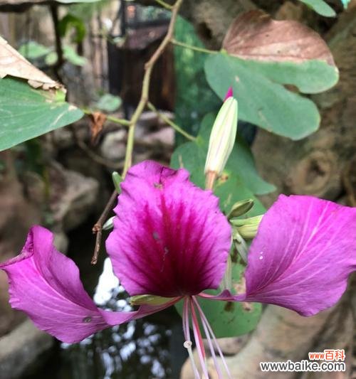 红花羊蹄甲 红花羊蹄甲的花语