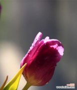 深邃神秘，内敛高贵——黑色郁金香的诗意 黑色郁金香的花语与寓意