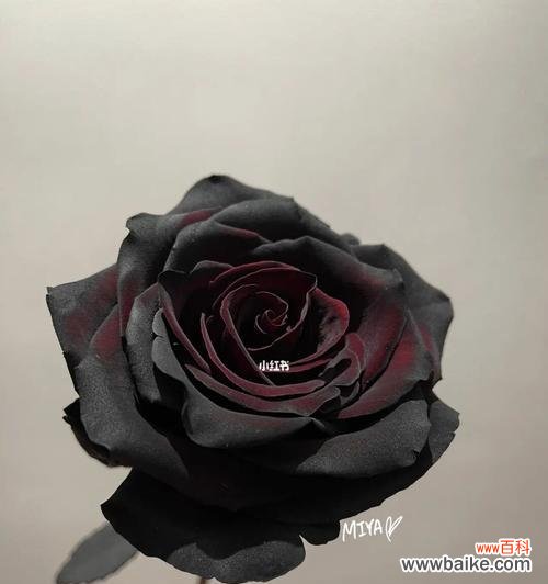 深入探索黑色玫瑰的花语,感受它独特的魅力 黑色玫瑰花语