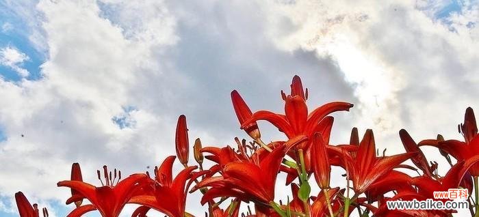 探寻红百合的花语与意义,传递爱和纯洁的情感 红百合花语