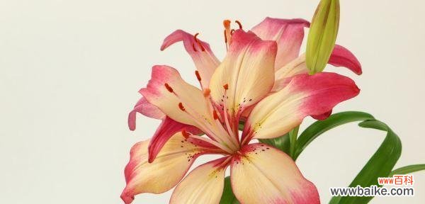 探寻红百合的花语与意义,传递爱和纯洁的情感 红百合花语