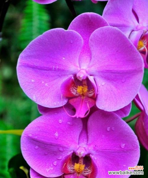 黑紫色马蹄莲的花语与魅力 黑紫色马蹄莲，暗香盈袖