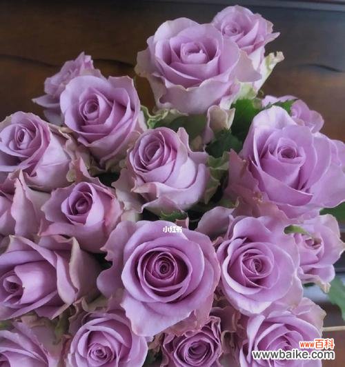 黑紫色马蹄莲的花语与魅力 黑紫色马蹄莲，暗香盈袖