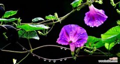 黑紫色马蹄莲的花语与魅力 黑紫色马蹄莲，暗香盈袖