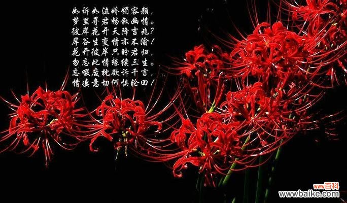 揭示红花石蒜的美丽语言,传递爱与希望的信息 红花石蒜花语