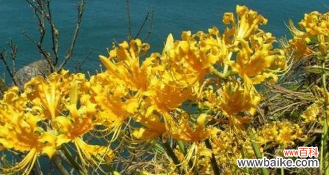 揭示红花石蒜的美丽语言,传递爱与希望的信息 红花石蒜花语