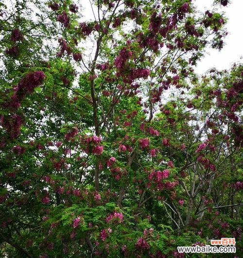 红花刺槐的花语及文化内涵 红花刺槐花语