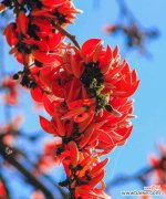 红豆花的美丽与情感的象征 红豆花的花语及其寓意