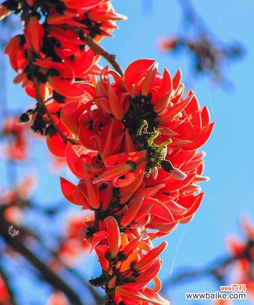 红豆花的美丽与情感的象征 红豆花的花语及其寓意