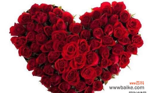 传递爱的使者——红玫瑰 红玫瑰的浪漫情怀