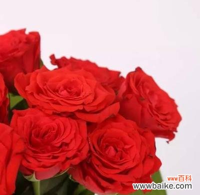 13朵红玫瑰的神秘和传承 红玫瑰的象征意义与寓意