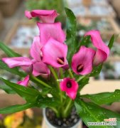 品味幸福的芬芳，红马蹄莲花传递的语言 红马蹄莲花语——幸福与美丽的象征