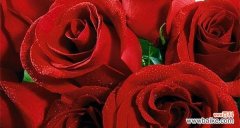 红玫瑰与粉玫瑰的不同象征意义 红玫瑰与粉玫瑰的寓意