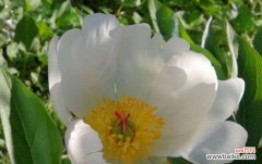 揭示白芍花的美与深意 白芍花的象征意义