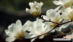 探寻白玉兰花的隽永韵味 白玉兰花语与代表意义