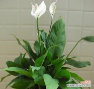 探索白掌的吉祥之道 白掌的寓意与象征风水