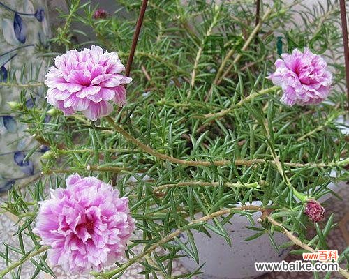 解析白太阳花的美与深意 白太阳花的象征意义与传承