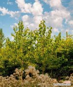 白杨树开花的美丽景象及其象征意义 白杨树盛放的花海