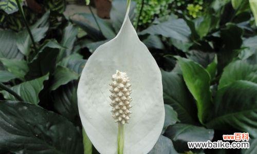 探寻白掌花的独特语言 白掌花的花语与寓意