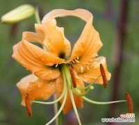 百合花的象征意义与风水讲究