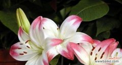 探索百合花的神秘语言与象征意义 百合花的花语和寓意