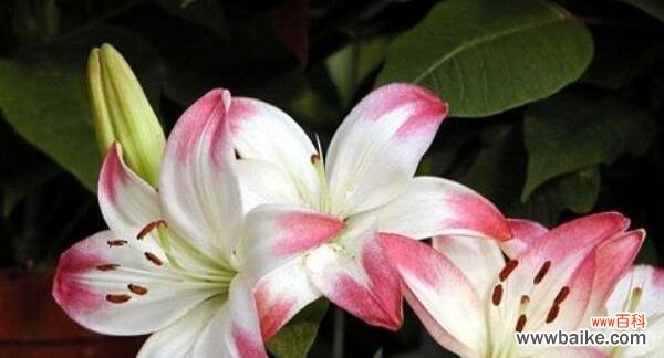 探索百合花的神秘语言与象征意义 百合花的花语和寓意