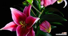 揭示百合花语的真正含义 百合花语的深意与适宜赠送对象