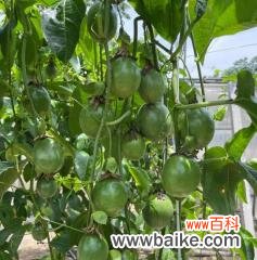 百香果的象征意义及其文化传承 百香果